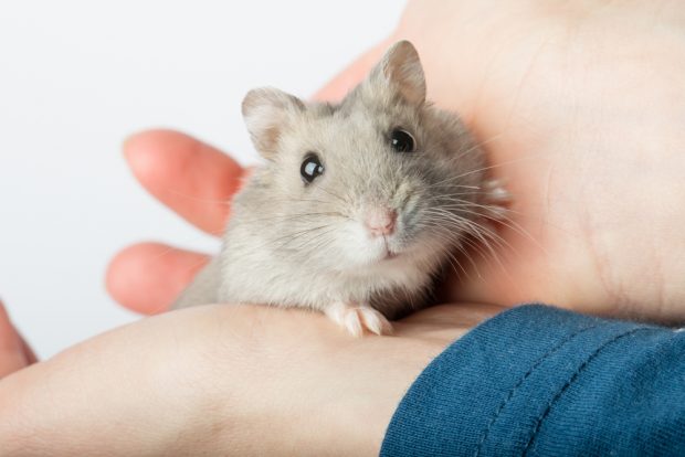 Hamster – lucruri surprinzătoare și curiozități despre acest mic animal