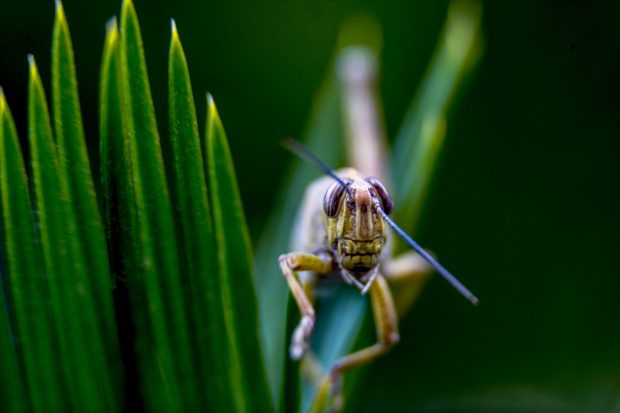 Lăcusta călătoare, aprobată drept ingredient alimentar de Comisia Europeană. O singură altă insectă a mai fost autorizată pentru consum în UE