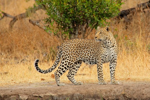 Leopardul – curiozități și lucruri surprinzătoare despre aceste feline