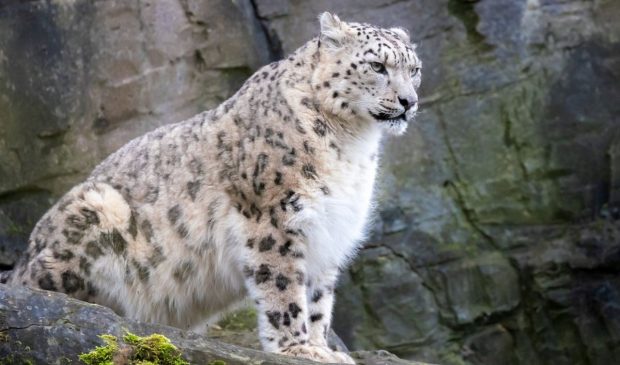 Trei leoparzi ai zăpezilor, infectați cu coronavirus, au murit la o grădină zoologică din SUA