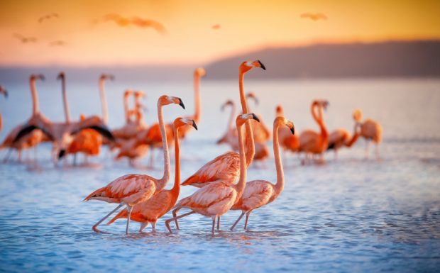 Pasărea flamingo – Curiozități și lucruri mai puțin știute