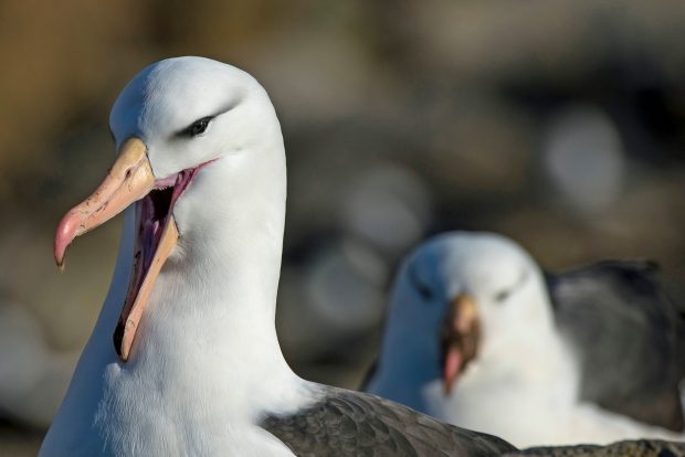 Efectele nebănuite ale încălzirii globale: albatroșii, care formează cupluri pe viață, „divorțează” acum în număr mai mare