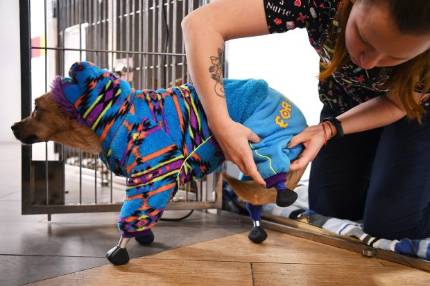 Câinele bionic, o nouă inovație medicală a unui veterinar din Rusia