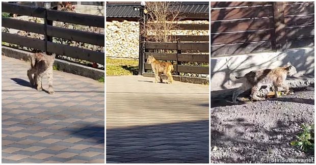 Pui de râs carpatin, filmat în curtea unei gospodării dintr-o comună suceveană