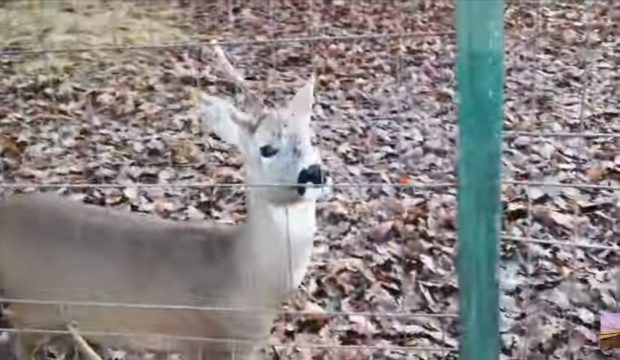 Scandal la o grădină zoologică din Hunedoara. Un vizitator, acuzat de angajat că a rupt cornul unui căprior