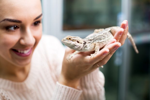 Șopârla Gecko – curiozități și lucruri interesante. Cum se îngrijește
