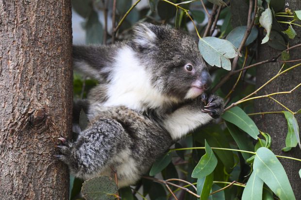 Urșii koala, decimați de o bacterie. Experții avertizează că întreaga populație ar putea dispărea