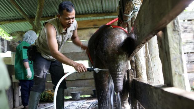 Braconierii au mutilat un pui de elefant dintr-o specie pe cale de dispariție, în Indonezia. Animalul a fost salvat în ultima clipă