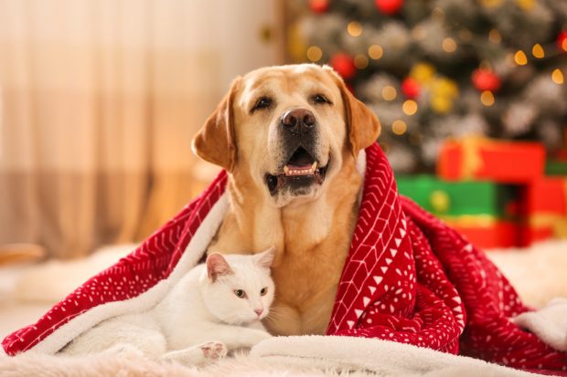 Cum avem grijă de animalele de companie în noaptea de Revelion. Sfaturile unui medic veterinar
