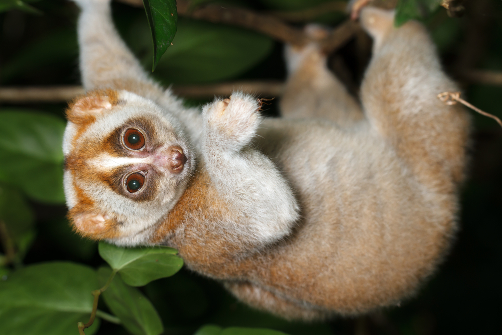 Animale exotice - Loris