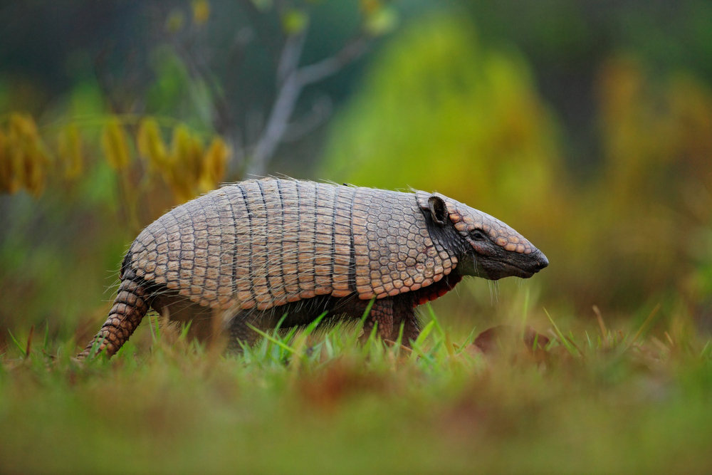 Armadillo
