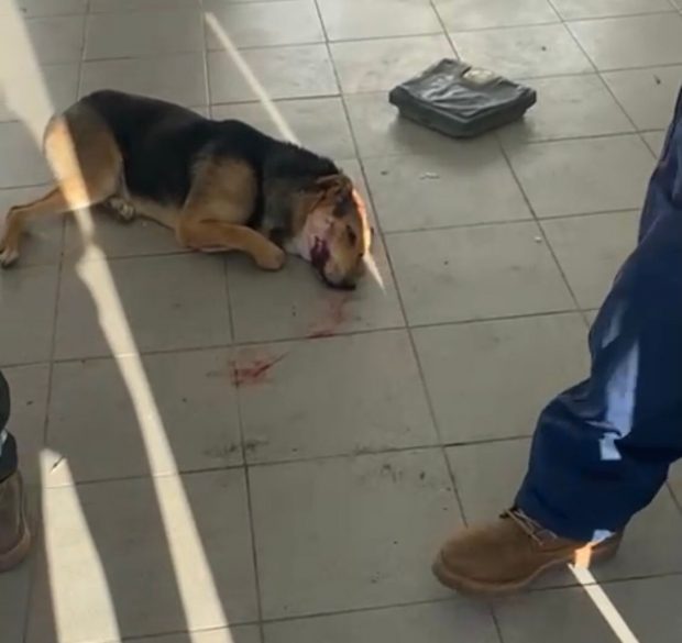 Imagini şocante din Biobaza Năvodari: câinii operaţi pe viu şi lăsaţi să sângereze pe jos, acuză un voluntar