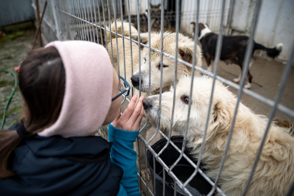 Soluția unei primării după ce s-a dezvăluit cum erau chinuiți câinii? A limitat prezența la țarcuri a voluntarilor care au arătat problema