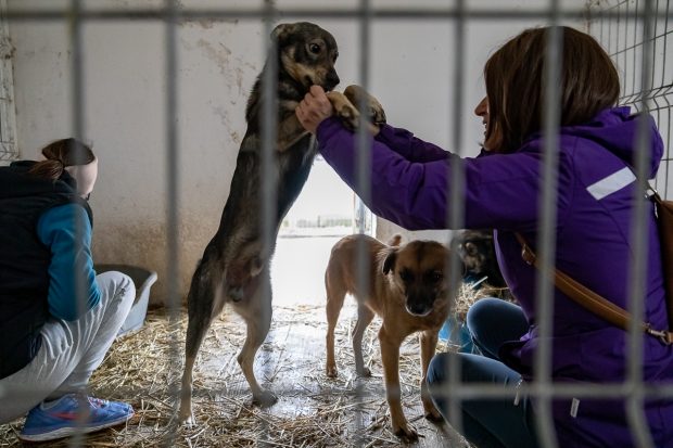 Veterinarul din Năvodari acuzat că steriliza câini fără anestezie spune că e „victima unei farse politice”. Decizia primăriei după dezvăluiri