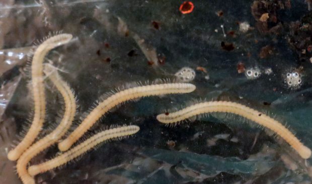 Această creatură are 1.306 picioare. Descoperirea neobișnuită, făcută de cercetători într-o regiune din Australia