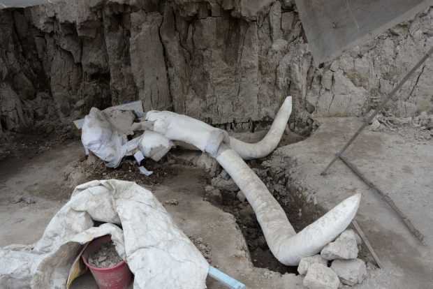 Cinci mamuţi din era glaciară au fost descoperiţi într-un sit arheologic din Marea Britanie