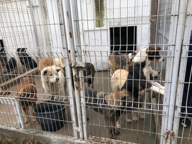 Primăria Năvodari, despre acuzațiile privind sterilizările fără anestezie de la adăpostul public: „E singurul veterinar care a vrut să lucreze cu noi!”