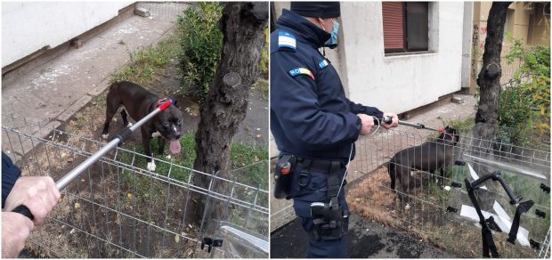 O femeie de 71 de ani a fost atacată de un pitbull în apartament. Câinele a fost scos pe geam de jandarmii din Galați