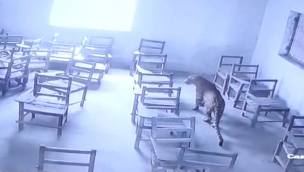 Leopard filmat într-o sală de clasă, în India. A atacat un elev înainte să fie prins