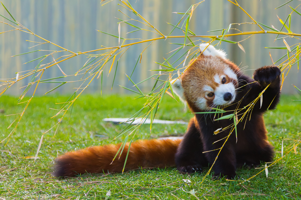 Panda roșu
