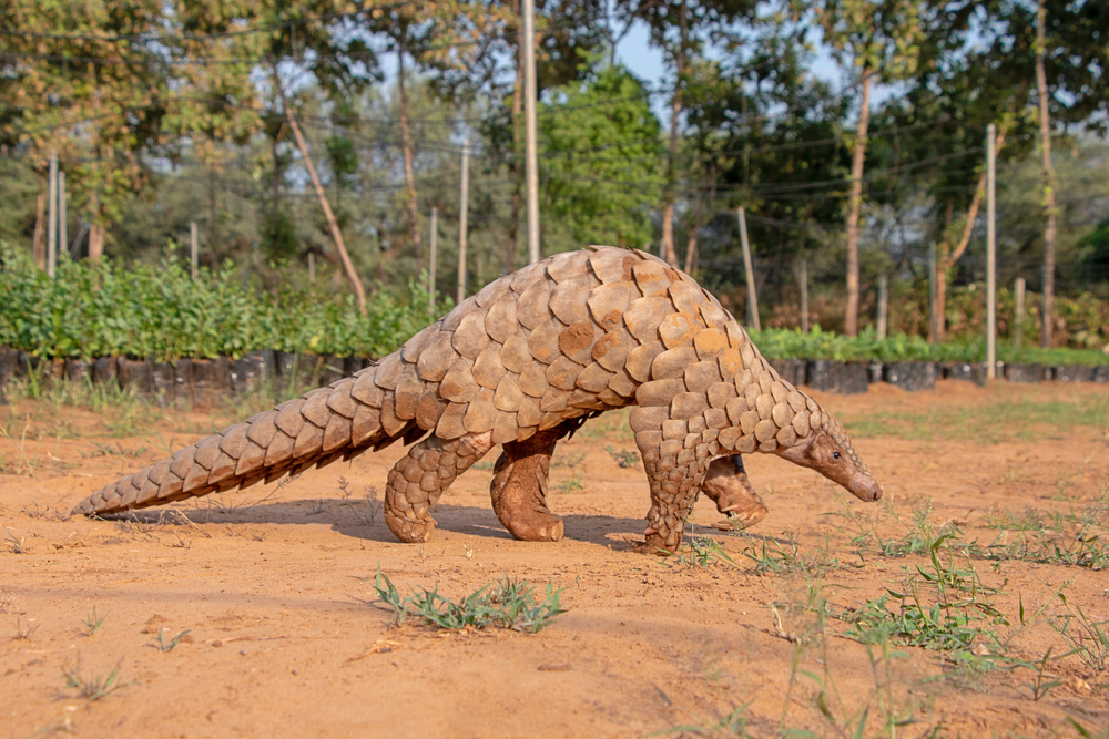 Pangolinul - animale exotice