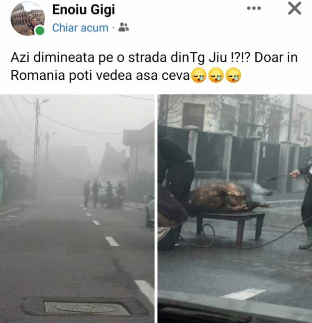 O familie din Târgu Jiu a tăiat porcul chiar în mijlocul străzii. Ce amendă a primit