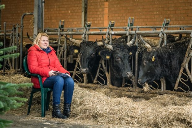 Vaccinare printre văcuțe. Într-un sat din Germania, imunizarea anti-COVID se face la fermă