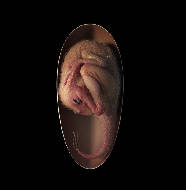„Baby Yingliang”, un embrion de dinozaur perfect conservat, vechi de 70.000.000 de ani, descoperit în China