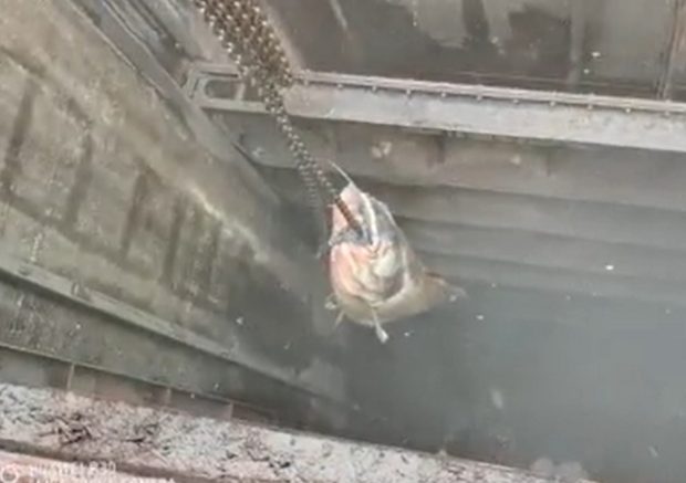 VIDEO | Un somn de 130 kg a blocat canalizarea la Linz, pe malul Dunării, în Austria