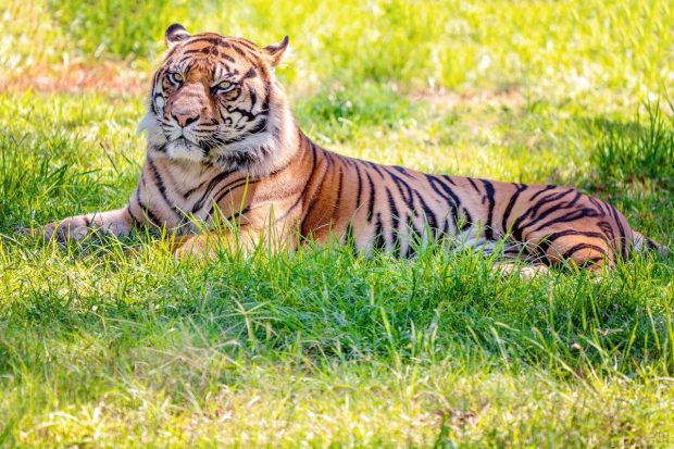 Animalele de la o grădină zoologică din SUA sunt vaccinate cu un ser special anti-COVID