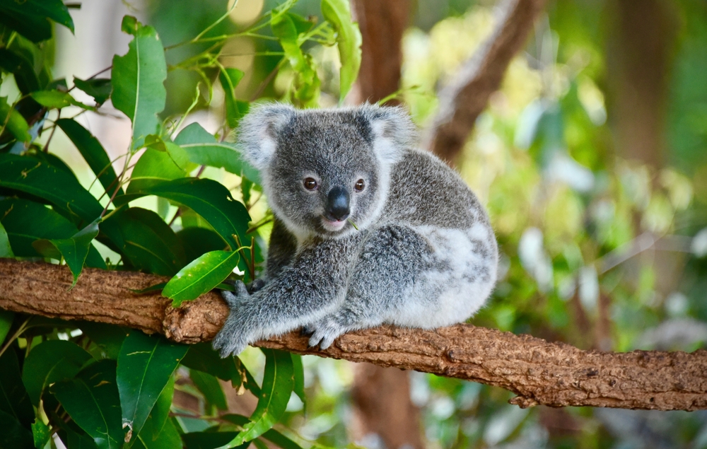 Ursul Koala