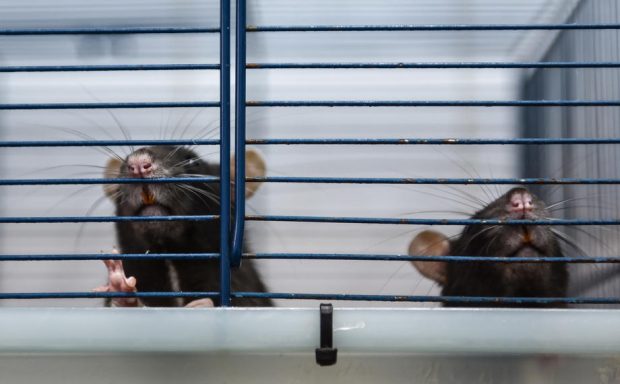 Determinarea sexului la animale, prin editare genetică, le-ar putea scuti pe acestea de suferință. Noua tehnologie ar putea salva mii de șoareci de laborator