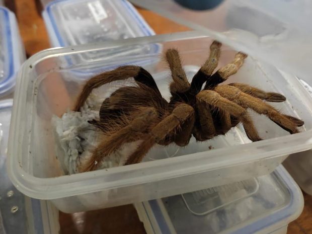 Doi germani au fost prinși cu sute de tarantule, gândaci și scorpioni la ieșirea din Columbia
