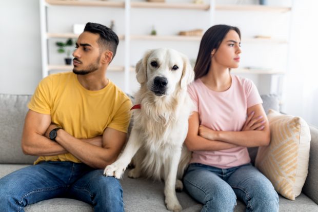 Spania oferă custodia alternativă pentru animalele de companie în cazul unui divorț
