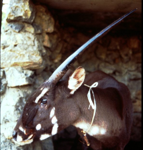 În căutarea unicornului asiatic, o specie descoperită în 1992, pe cale de dispariție