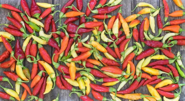 Ardei chilli. Cum să îi cultivi și îngrijești acasă