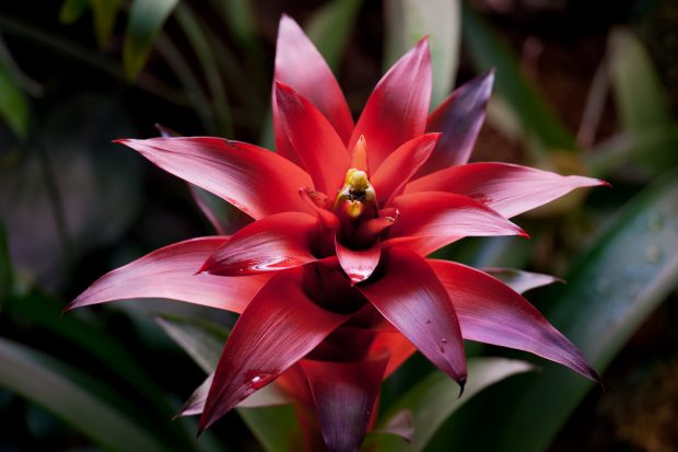 Bromelia – sfaturi de îngrijire
