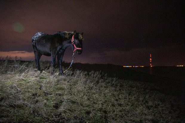 REPORTAJ. Pe malurile Lacului Techirghiol, procurorul Țucă și-a priponit iar caii: „30 de ani de acum încolo îi vom ține, numai de-al dracului”