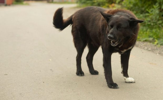 Copil de 6 ani, ucis de câinele familiei, în grădină, la Conțești, în Dâmbovița