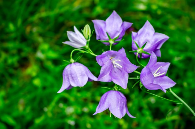 Campanula (Floarea de clopoțel) – sfaturi de îngrijire