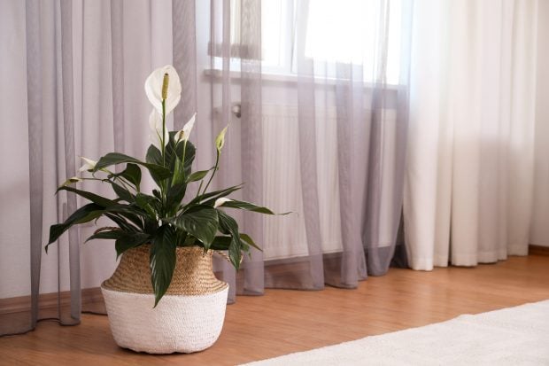 Crinul păcii (Spathiphyllum) – sfaturi de îngrijire