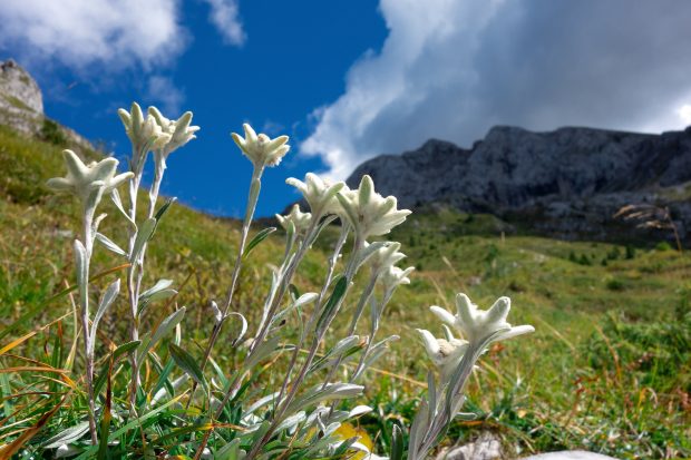 Floare de colț – îngrijire și plantare. Cum să o menții vie mai mult timp 