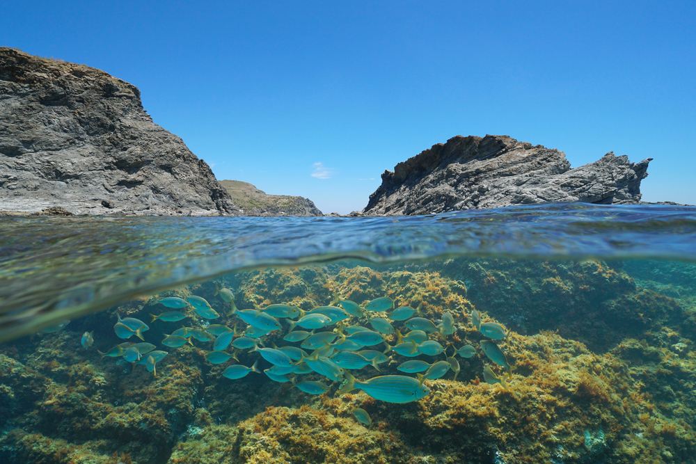 Flora și fauna în Marea Mediterană