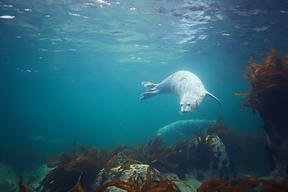 Flora și fauna în Oceanul Arctic