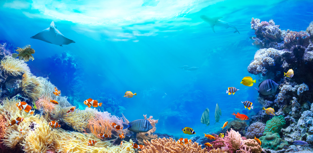Flora și fauna Oceanul Pacific
