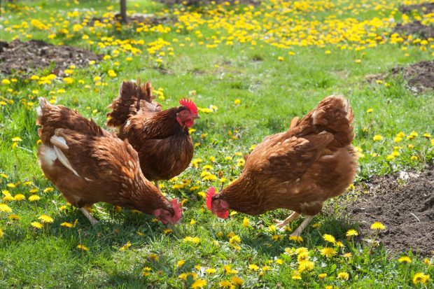 Focar de salmoneloză aviară la o fermă din Sibiu. Peste 14.000 de găini şi 251.000 de ouă afectate