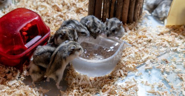 2.000 de hamsteri vor fi sacrificați în Hong Kong după depistarea unor cazuri de COVID într-un magazin cu animale de companie
