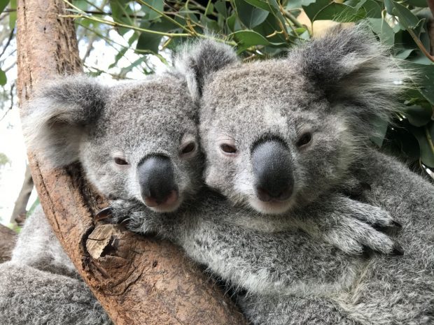 Sumă-record cheltuită de guvernul Australiei pentru a proteja urșii koala. Ce măsuri vor fi adoptate
