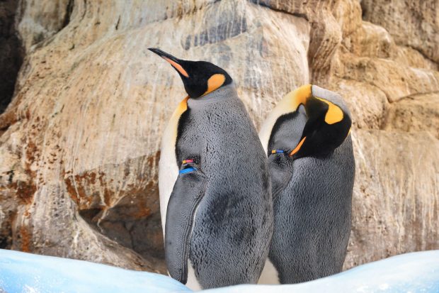 Doi pinguini de același sex au adoptat un pui nou-născut, la o grădină zoologică din New York