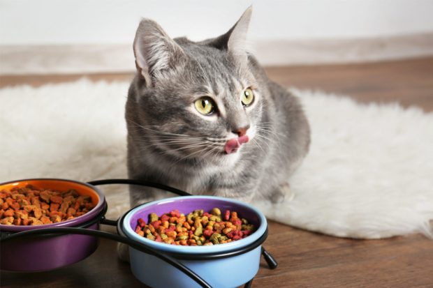 Pentru siguranță digestivă consolidată suplimentar royal canin sensible 33 conține un mix exclusiv de nutrienți